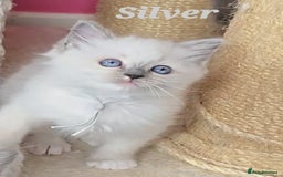 Ragdoll cats for sale: Pure Ragdoll Kittens (Mitted) - Image 13