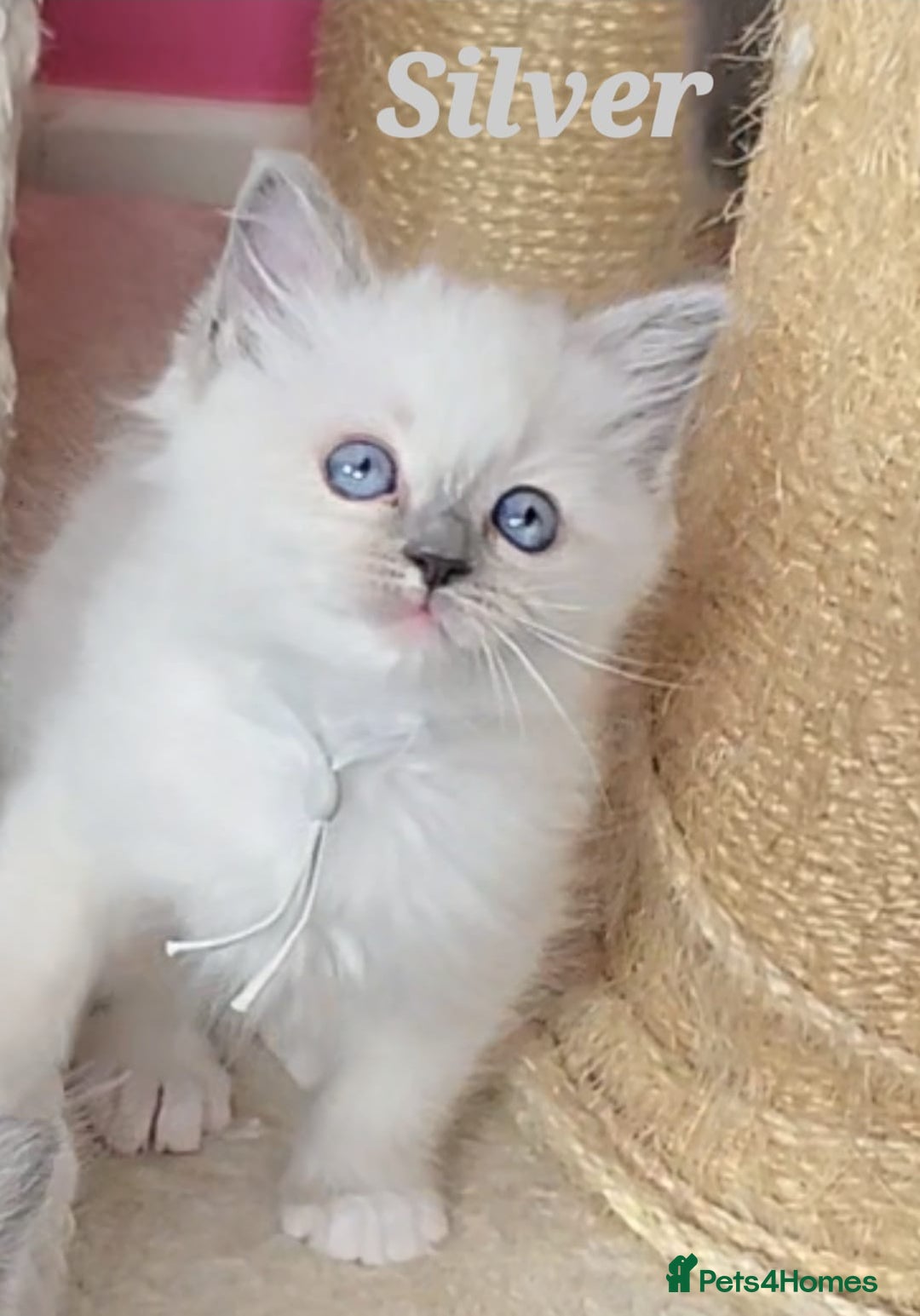 Ragdoll cats for sale: Pure Ragdoll Kittens (Mitted) - Image 13