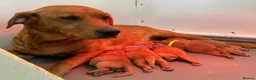 Labrador Retriever dogs for sale: 5 fox red Labradors pups  - Advert 4