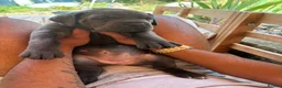 Mixed Breed dogs for sale: XLCane CorsoxBoerboel Pups Ready for Loving Homes - Advert 9