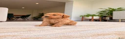 Goldendoodle dogs for sale: Super Quality Doodles  - Advert 5