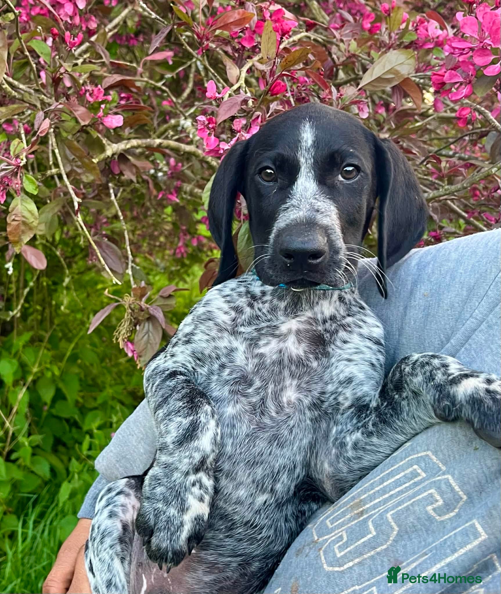 German Shorthaired Pointer dogs ‼️Only one beautiful boy available‼️ - Advert 1