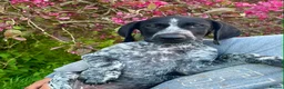 German Shorthaired Pointer dogs for sale: ‼️Only one beautiful boy available‼️ - Advert 4