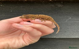 Gecko reptiles for sale: Crimson Giant Day & Chahoua Mossy Geckos - Image 7
