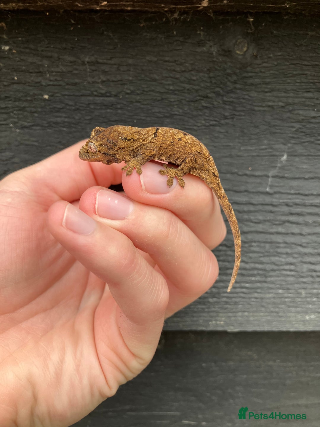 Gecko reptiles for sale: Crimson Giant Day & Chahoua Mossy Geckos - Image 7
