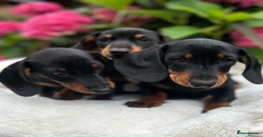 Miniature Dachshund dogs - Advert 11