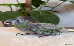 Parrots birds for sale: Baby hahns macaws last couple  - Image 1