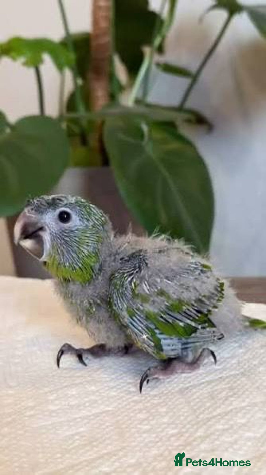 Parrots birds for sale: Baby hahns macaws last couple  - Image 1