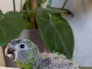 Parrots birds - Advert 32