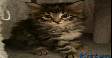Mixed Breed cats - Advert 15