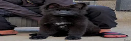 German Shepherd dogs for sale: KC Registered LONG HAIR GERMAN SHEPHERD PUPPIES - Advert 16