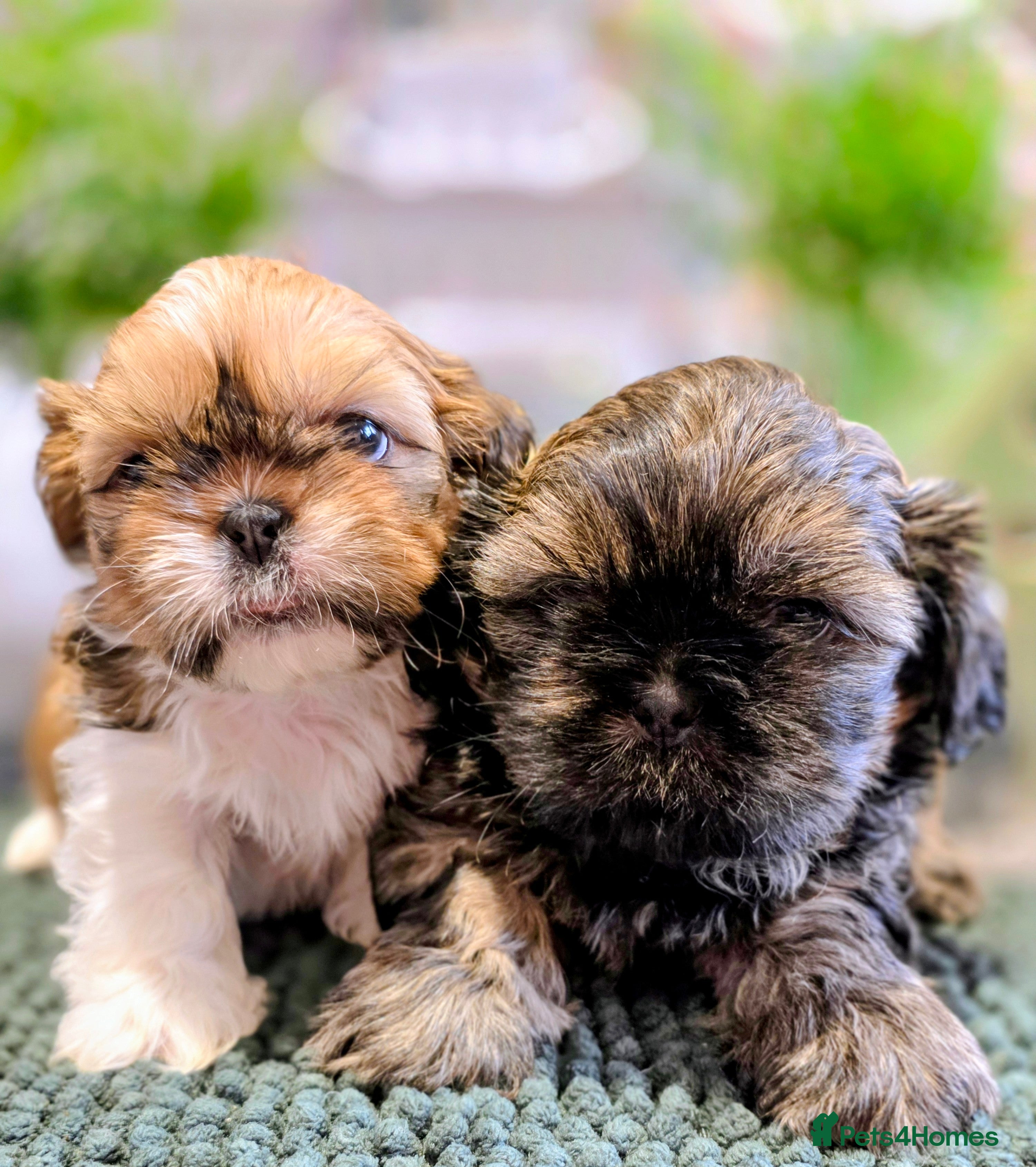 Shih Tzu dogs Shih Tzu Boys Looking for Their Forever Homes 🐶❤️ - Advert 2