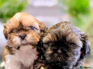 Shih Tzu dogs Shih Tzu Boys Looking for Their Forever Homes 🐶❤️ - Advert 2
