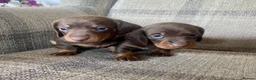 Miniature Dachshund dogs for sale: KC reg  breed standard Miniature Dachshund puppies - Advert 8