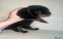 Rottweiler dogs for sale: Stunning Rottweiler puppies  - Image 13