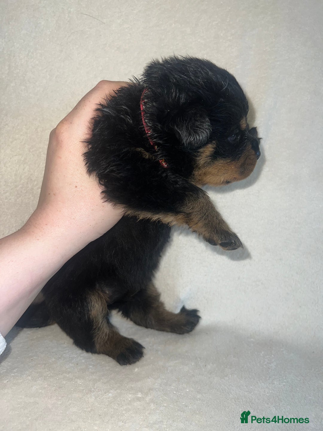 Rottweiler dogs for sale: Stunning Rottweiler puppies  - Image 13