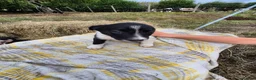 Border Collie dogs for sale: Border Collie Puppies for Sale in Ruthin - Advert 13