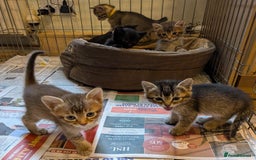 Burmese cats for sale: Burmese Cross Kittens - Image 4
