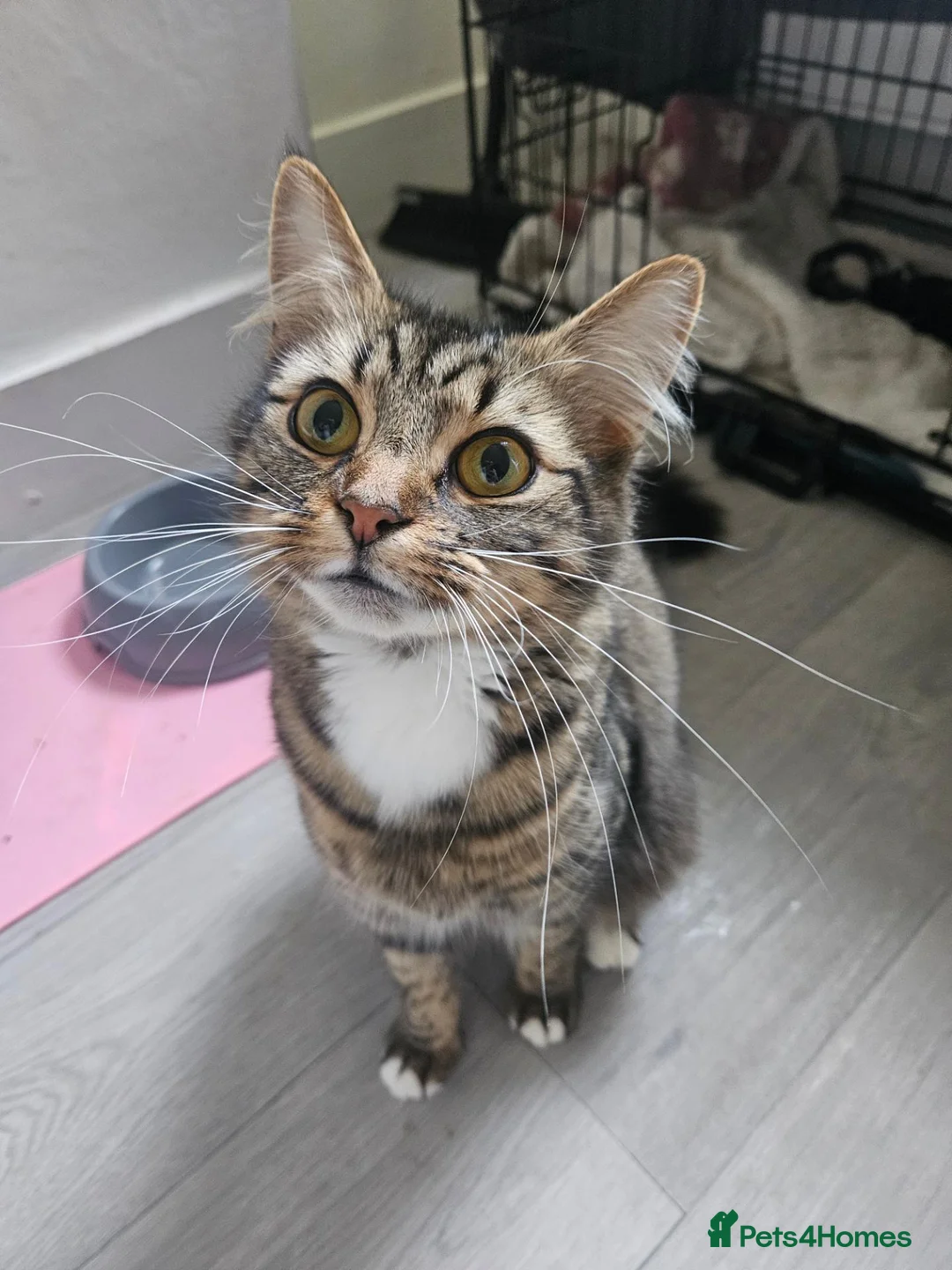 Maine Coon cats for sale: Maine coon mix kittens - Advert 14
