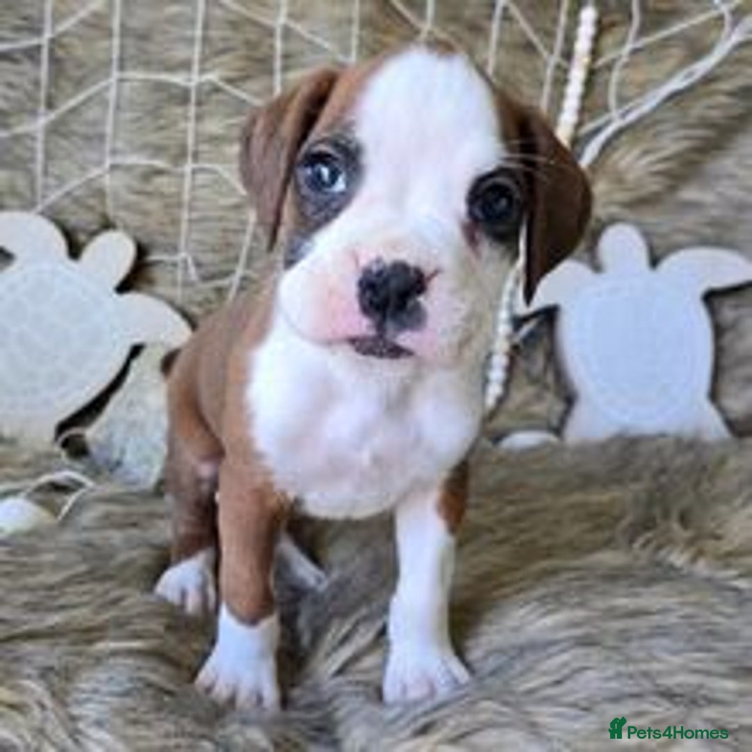 Boxer dogs for sale:  Male and female Boxer puppy for sale  - Image 4