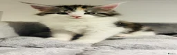 Maine Coon cats for sale: READY TO GO! Maine coon kittens  - Advert 11