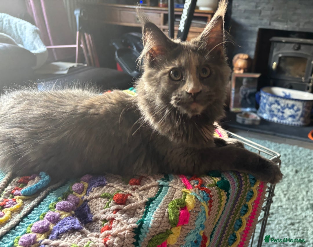 Maine Coon cats for sale: Gccf Maine Coon Girls - Image 1