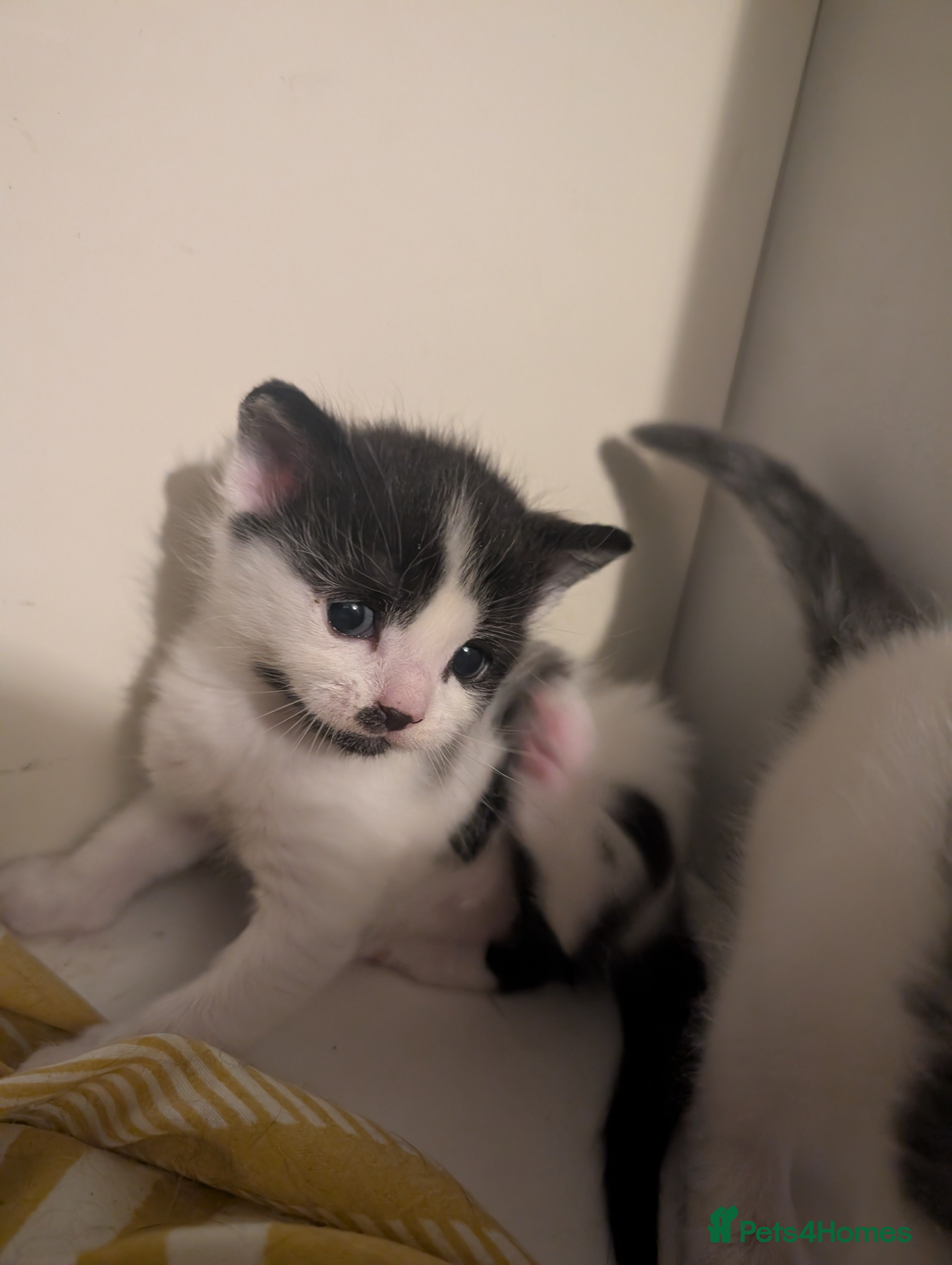 Domestic Shorthair cats for sale: 🖤 LAST KITTEN REMAINING – Midnight 🖤 - Advert 27