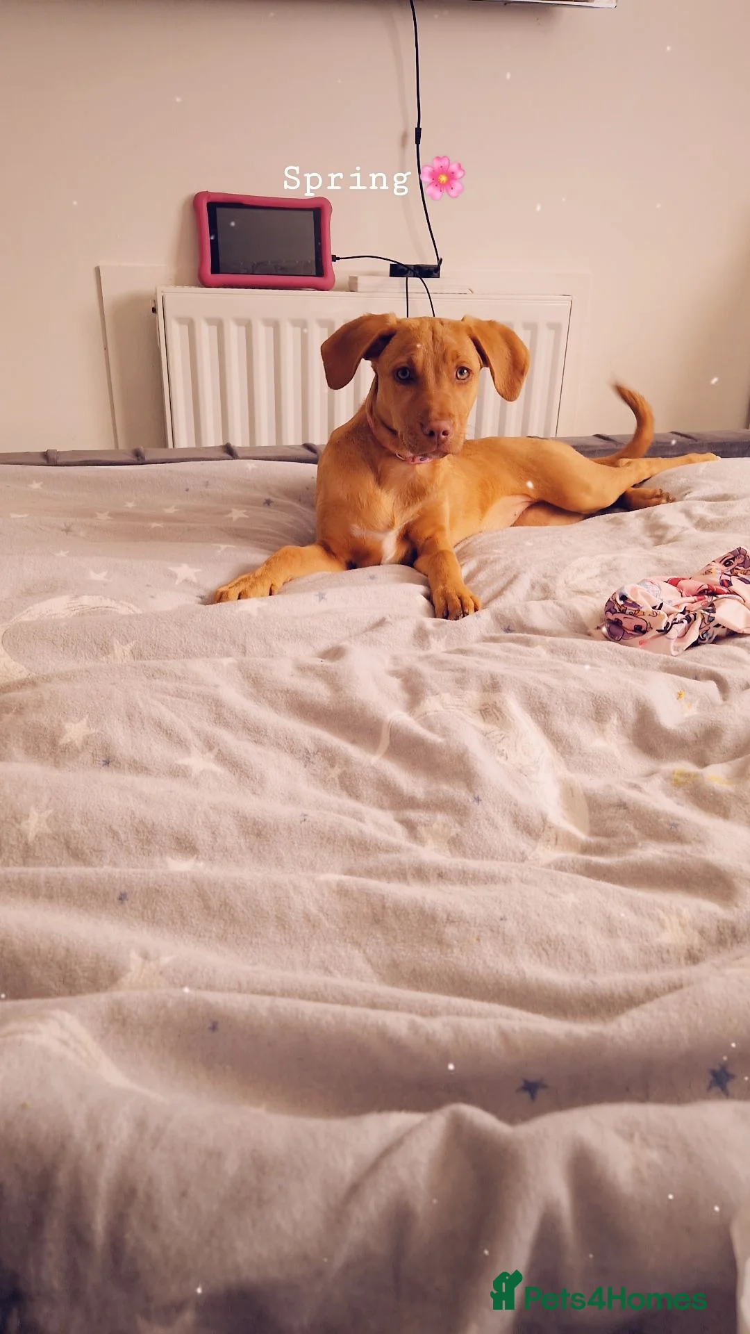 Mixed Breed dogs for sale: 6 month old pup up for rehoming in Ipswich - Advert 1