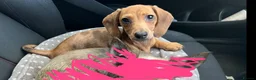 Miniature Dachshund dogs for sale: Beautiful Miniature Dachshund Puppies in Ipswich - Advert 5