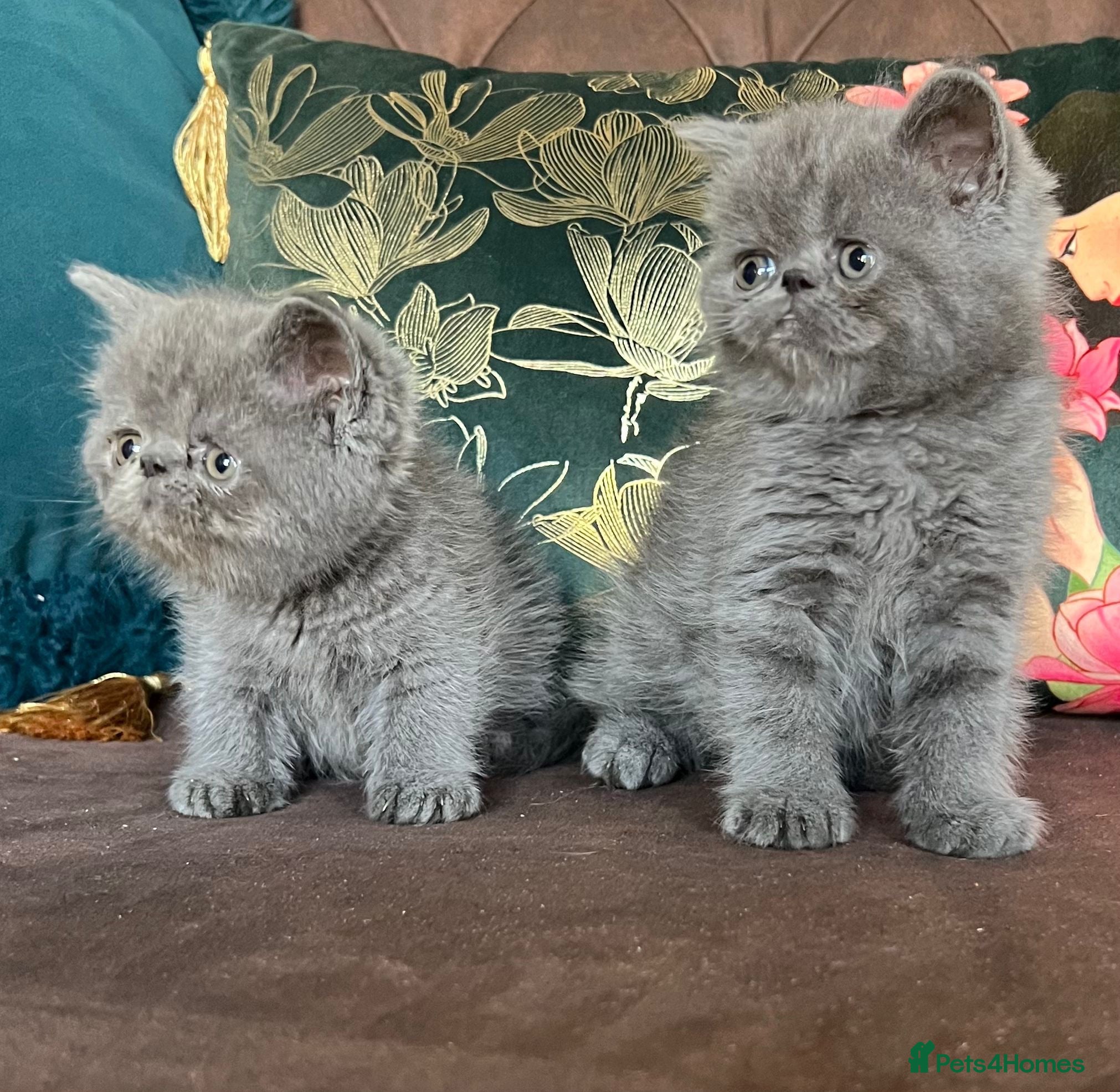 Exotic cats Exotic Shorthair Kittens For Sale - Advert 6