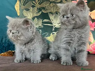 Exotic cats Exotic Shorthair Kittens For Sale - Advert 13