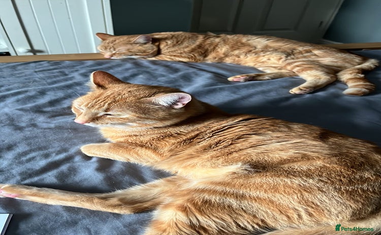 Mixed Breed cats - Advert 17