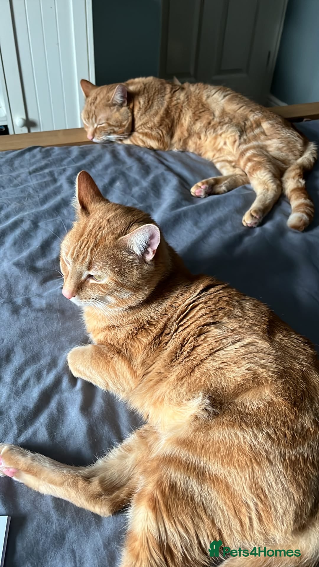 Mixed Breed cats for sale: Rehoming message for lower price - Image 1