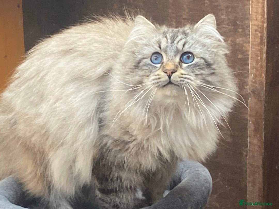 Siberian cats for sale: 🩵🩵Stunning Siberian Neva Masquerade Babies🩵🩵 - Image 28