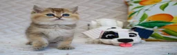 British Shorthair cats for sale: 💙British shorthair kittens available  - Advert 7
