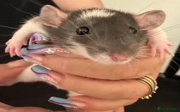 Rat rodents for sale: Beautiful Dumbo baby rats  - Image 12