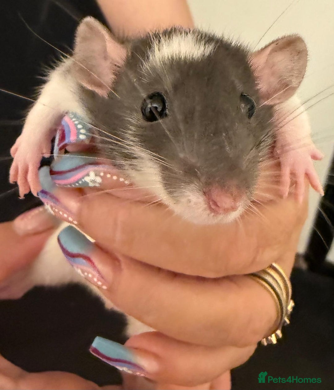 Rat rodents for sale: Beautiful Dumbo baby rats  - Image 12