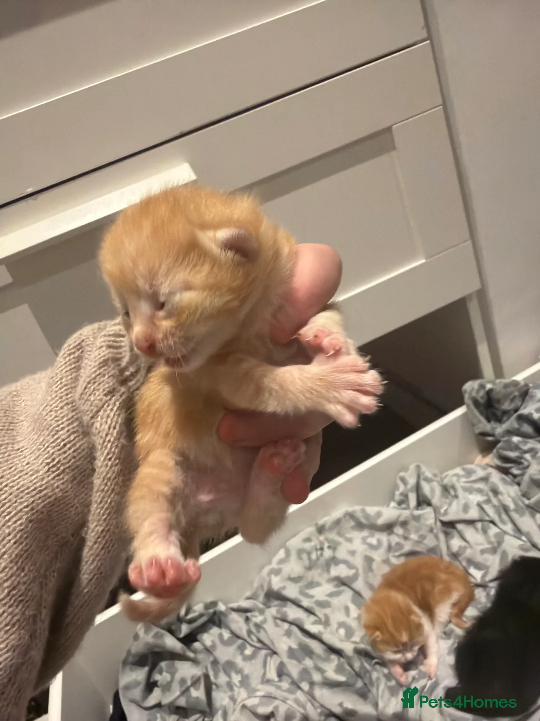 Mixed Breed cats for sale: Stunning kitten for sale  - Advert 7