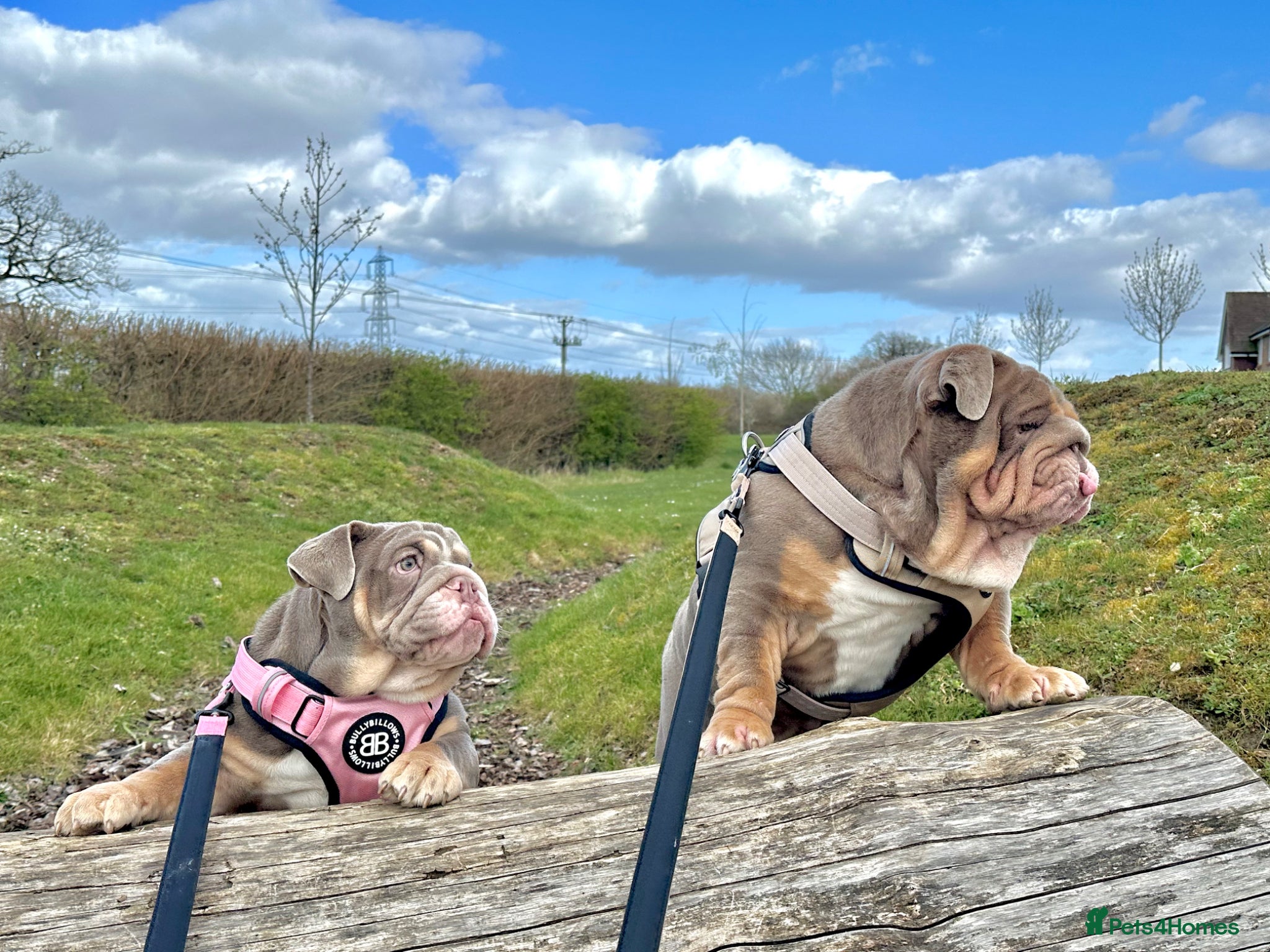 English Bulldog dogs for sale: 14 months old English Bulldog and 7 months old gir - Advert 2