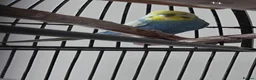 Budgerigars birds for sale: 2025 rainbow cock budgie 🌈  in Hitchin - Advert 2