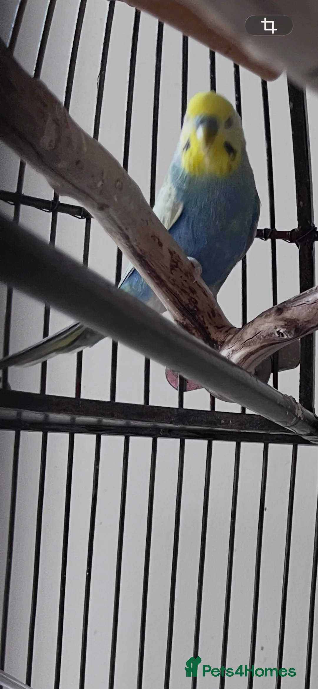 Budgerigars birds for sale: 2025 rainbow cock budgie 🌈  in Hitchin - Advert 2