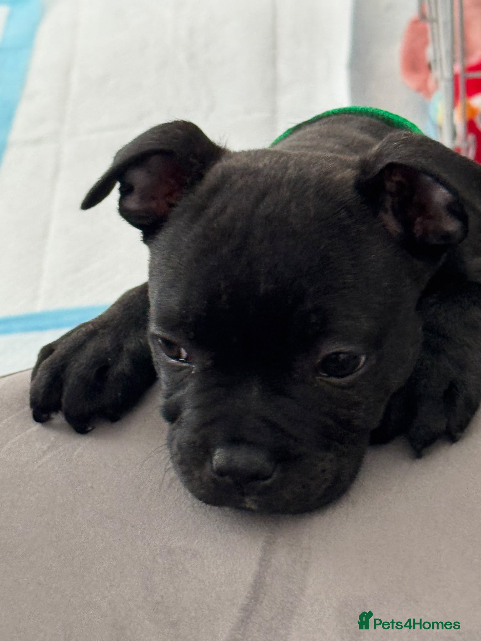 Staffordshire Bull Terrier dogs Ealing Royal bloodline Staffordshire bull terrier - Advert 2