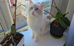 Ragdoll cats for sale:  3 Ragdoll kittens looking for loving homes - Image 6