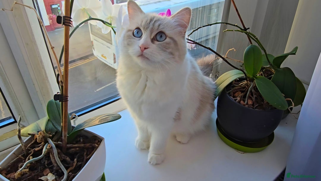 Ragdoll cats for sale:  3 Ragdoll kittens looking for loving homes - Image 6