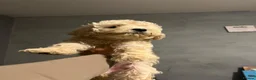 Goldendoodle dogs for sale: 4 Goldendoodle pups for sale all boys 💙💙 in Luton - Advert 21