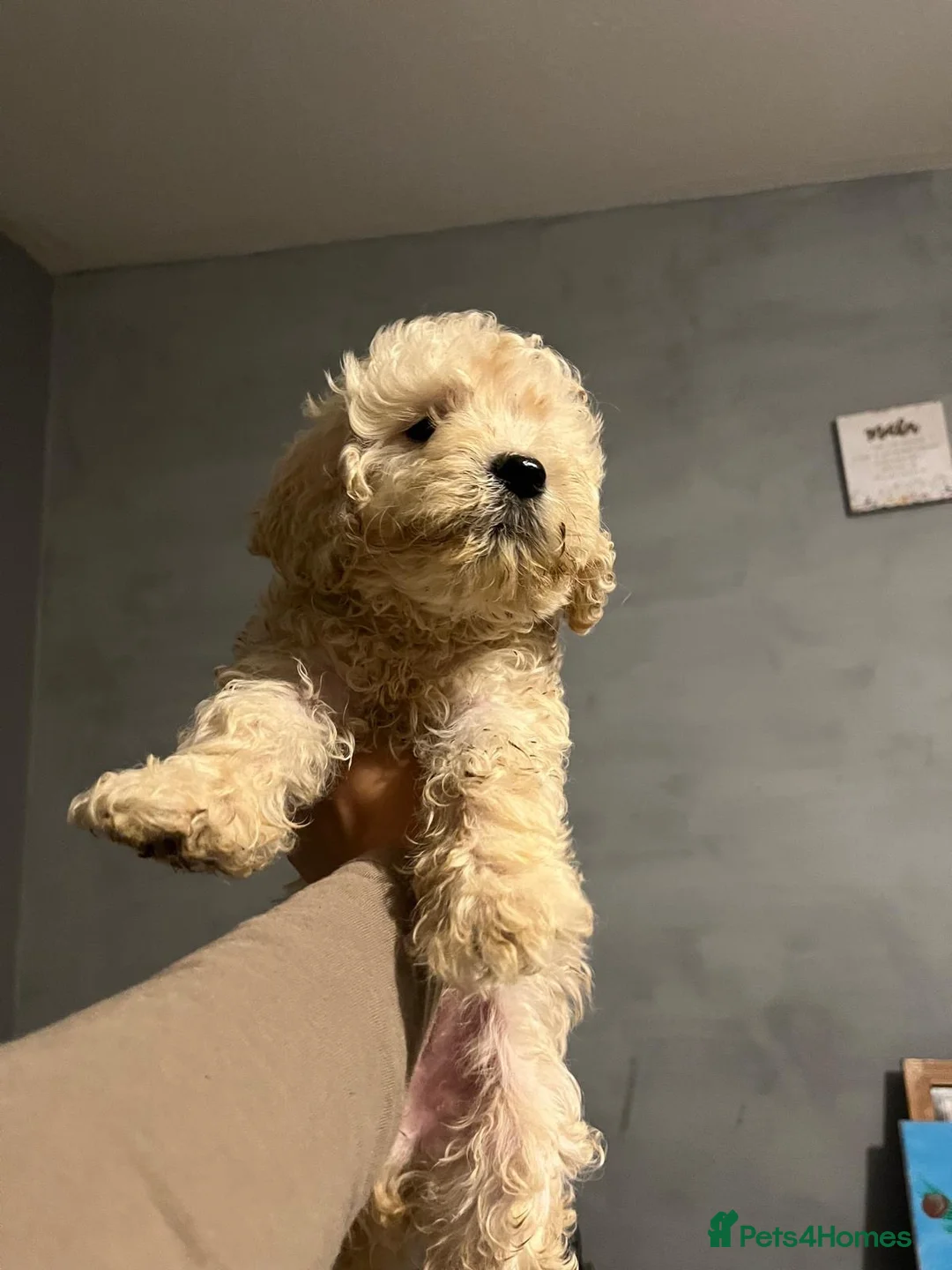 Goldendoodle dogs for sale: 4 Goldendoodle pups for sale all boys 💙💙 in Luton - Advert 21
