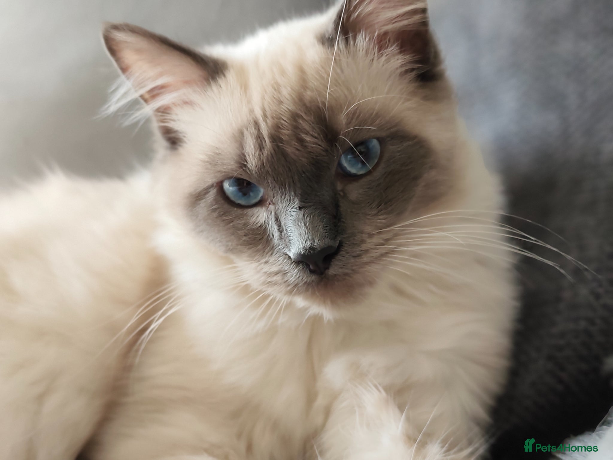 Ragdoll cats for sale: Beautiful Blue Point Ragdoll – 1 Year Old - Advert 8