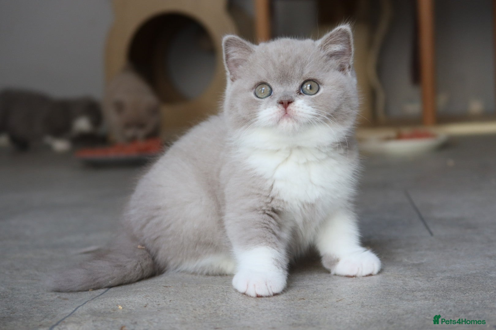 British Shorthair cats Stunning last baby liliac British shorthair  - Advert 1