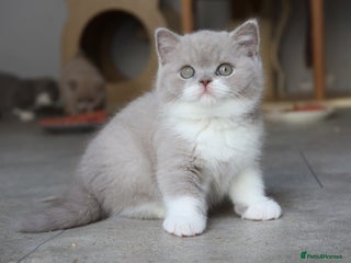British Shorthair cats Stunning last baby liliac British shorthair - Advert 1
