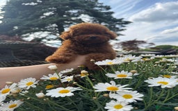 Toy Poodle dogs for sale: Asian Poodle Girl  in London - Image 1